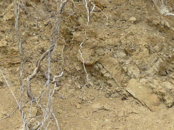 Dirt texture with tangled white roots, severed branches and green foliage